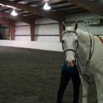 The newest addition to the barn. Bubba is big, blond, and  making friends in the turnouts as well as the lesson program!