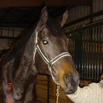 Tony OTTB 17.1hands 9 Year old Gelding. Handsome boy very willing to please with great work ethic.