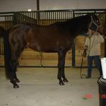 Tony is a big boy built and behaves more like a warmblood. He has a soft mouth, works well in a snaffle, and has very smooth gaits traveling in a collected frame.