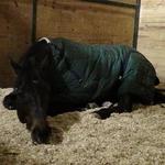 Tony enjoys working in the indoor as well as in the outdoor rings. Snow, commotion other naughty horses in the ring....it's all good.
Tony enjoys his freshly bedded stall after a full day of riding and playing outside in the show!