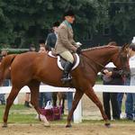 A Blue Ribbon ride for Daisy at the September Hanson Riding Club show. She enjoyed the entire showing experience and all of the prep. She espically enjoyed hanging out on the trailer with Willie after they both preformed spectacularly! Qualified for the invitational in 1 class, not bad for a rookie!