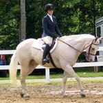 Bubba at his first horse show with Michelle Cravenho Training. He was a perfect gentleman. He was the big babbysitter....not only for the people but for those unseasoned day show horses....he took care of them all!