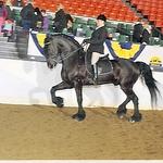 Master FH aka Tahari ~ Friesian Gelding  ~ Hunt Seat, Dressage, and Driving  ~ Available for half or quarter lease ~ Inquire for pricing