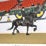 Master FH aka Tahari ~ Friesian Gelding  ~ Hunt Seat, Dressage, and Driving  ~ Available for half or quarter lease ~ Inquire for pricing