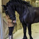 Master FH aka Tahari ~ Friesian Gelding  ~ Hunt Seat, Dressage, and Driving  ~ Available for half or quarter lease ~ Inquire for pricing