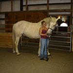 Sunny past training horse  Broke to Saddle and Harness ~ Sold