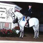 Pine Brook Jack Frost past training horse Hunt Seat and Dressage ~ Sold
