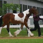 Scout past training horse Broke to Saddle and Halter 