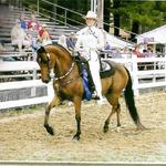 Alex was the first Morgan to win the western stock seat equitation medals. Alex and Stephanie worked hard and out preformed all the stock horses in their pattern and rail work. He likes to win almost more than his riders...victory passes are his FAVORITE!