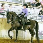 Willie is truly versatile and very competitive in Western, Hunt Seat and Saddle Seat.